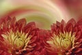 Floral colorful beautiful background. Flowers red-yellow dahlias on a colored background. Greeting card. Flower composition. Royalty Free Stock Photo