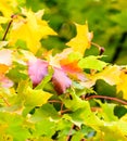 Autumn maple leaves on a tree in yellow, red, orange, green on blurred natural background Royalty Free Stock Photo