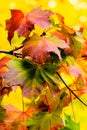 Autumn maple leaves on a tree in yellow, red, orange, green on yellow background on a sunny bright day Royalty Free Stock Photo