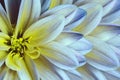 Floral colorful yellow-blue-white beautiful background. Flower composition. A chrysanthemum flower close-up. Royalty Free Stock Photo