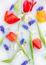 Floral composition. Blue flowers muscari, red tulips and cherry flowers with green leavs in white water close up. In bloom concept Royalty Free Stock Photo