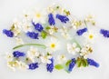 Floral composition. Blue flowers muscari, white primrose and cherry flowers with green leavs in white water close up. In bloom Royalty Free Stock Photo