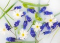 Floral composition. Blue flowers muscari and white primrose with green leavs in white water. In bloom concept. Flowers abstract Royalty Free Stock Photo