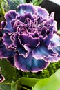 Floral composition of carnations flower. Royalty Free Stock Photo