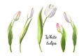 Set from beautiful white tulips. Marker drawing. Watercolor painting.