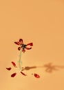 Floral composition with faded flower in glass bottle on orange background with petals. Withering and nature concept Royalty Free Stock Photo