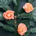 Floral composition fir tree sprig rose buds gray Royalty Free Stock Photo