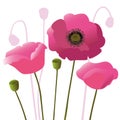Floral composition of flowers pink poppies
