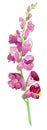 Floral composition. Mother`s Day, wedding, birthday, Easter, Valentine`s Day