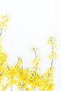Floral composition. Pattern made of yellow forsythia flowers on a white background. Concept of spring, easter, summer. Flat lay,