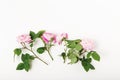 Floral composition with pink roses on white background. Flat lay, top view. Flower background. Elements for design Royalty Free Stock Photo
