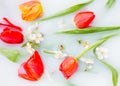 Floral composition. Red tulips and cherry flowers with green leavs in white water close up. In bloom concept. Flowers abstract Royalty Free Stock Photo