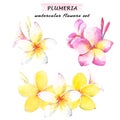 Floral composition set of plumeria flowers. Watercolor illustration with white, yellow and pink plumeria. Isolated on white backgr Royalty Free Stock Photo