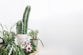 floral composition with space right cactus. High quality photo
