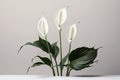 Floral composition of spathiphyllum peace lilies flower. Illustration AI Generative