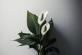 Floral composition of spathiphyllum peace lilies flower. Illustration AI Generative
