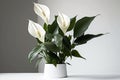 Floral composition of spathiphyllum peace lilies flower. Illustration AI Generative