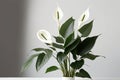 Floral composition of spathiphyllum peace lilies flower. Illustration AI Generative