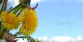 Floral composition in sunlight with space for text. Hello spring text sign  big yellow dandelions on a blue sky background. Royalty Free Stock Photo