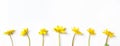 Floral composition. Yellow flowers on white background. Flat lay, top view, banner