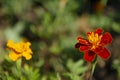 Floral concept of closeup yellow and orange Tagetes on a green leaves in garden. View to two blooming velvet flowers in Summertime Royalty Free Stock Photo