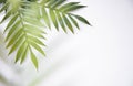 Floral concept with green palm leaves on gray marble background top view mock-up, flatlay nature white Royalty Free Stock Photo