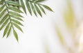 Floral concept with green palm leaves on gray marble background top view mock-up, flatlay nature white Royalty Free Stock Photo