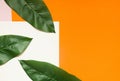 Floral concept with green palm leaves on orange background top view mock-up, flatlay nature white Royalty Free Stock Photo