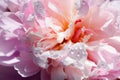 Floral contrast pattern made of close up macro view of many delicate smooth pink colored peony flower. Lots of wet petals with wat Royalty Free Stock Photo