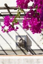 Pink flowers of bougainvillea over a fountain