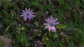 Two star anemone flowers lulled by the breeze