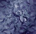 Floral dark blue background. Bouquet of flowers of peonies. Blue petals of the peony flower. Close-up. Royalty Free Stock Photo