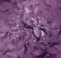 Floral dark violet background. Bouquet of flowers of peonies. Purple petals of the peony flower. Close-up. Royalty Free Stock Photo