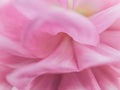 Close up of pastel color Aster or dahlia flower. Unfocused abstract pink floral background. Blurred petals of gentel Royalty Free Stock Photo