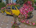 Floral decoration of an old car in Victory Square, Timisoara, Romania Royalty Free Stock Photo