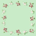 Floral decorative frame from dry red and white flowers on soft green. Close up herbarium. Natural flowery background