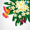 Floral design background. Plumeria flowers with birds, butterflies.