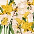 Floral design. Daffodil Flowers. Digital floral watercolor vibes on textured beige