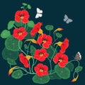 Floral design element nasturtium with butterflies. Vector illustration Royalty Free Stock Photo