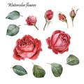 Floral design elements. Flowers set of watercolor red roses Royalty Free Stock Photo