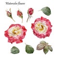 Floral design elements. Flowers set of watercolor red roses Royalty Free Stock Photo