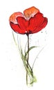 Floral Design with poppy flower