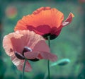 Floral design with poppy Royalty Free Stock Photo