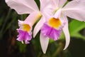 Floral detail orchid Royalty Free Stock Photo