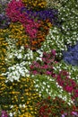 Floral Display - Ripon - United Kingdom