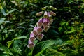 Floral displays in the Pukekura Park botanical gardens. New Plymouth Taranaki New Zealand