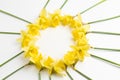 floral easter concept. festive round frame from spring yellow flowers of a daffodil on a white background close-up. Royalty Free Stock Photo