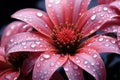 Floral elegance captured in a macro portrait with delicate water droplets