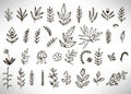 Floral Set of black hand drawn grunge floral elements, tree branch, bush, plant, leaves, flowers, branches petals isolated on whit Royalty Free Stock Photo