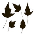 Floral Set of black hand drawn grunge floral elements, tree branch, bush, plant, leaves, flowers, branches petals isolated on whit Royalty Free Stock Photo